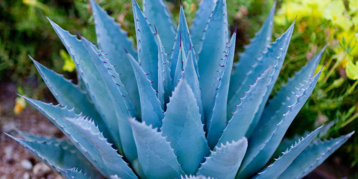 Agave Inulin Powder: The Sweet Secret to Gut Health — Yin & Yang Superfoods