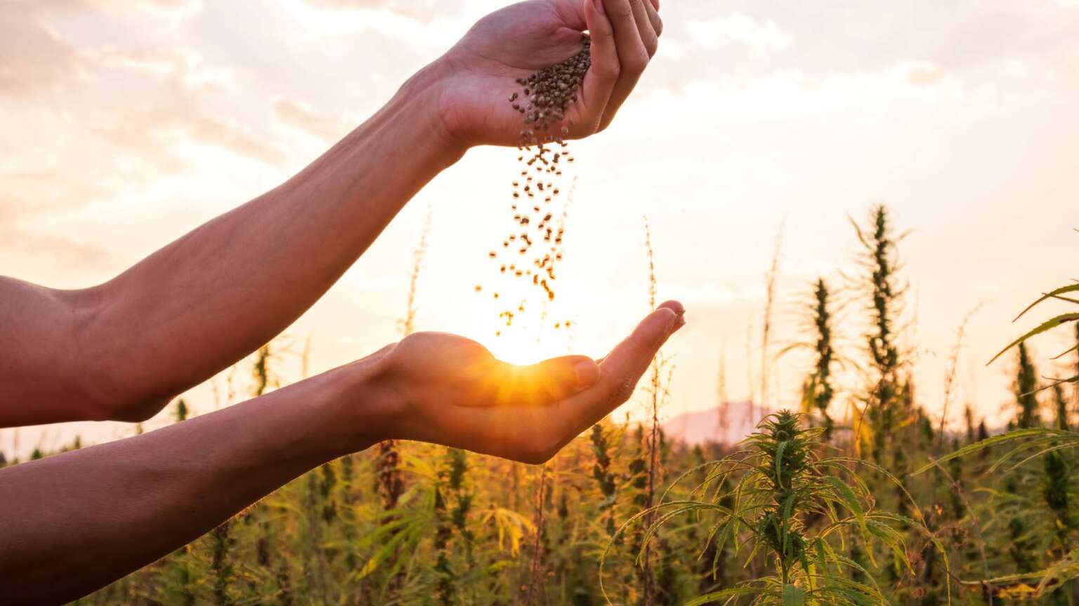 Shelled Hemp Seeds: A Vegan Protein Powerhouse